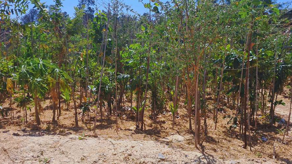 Plantation at Somasundarapalya Lake